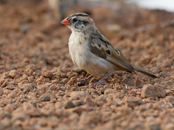 <h3><a href="/trips/gambia/biota/animalia/chordata/aves/040 passeriformes/116 viduidae/vidua macroura/vidua macroura-en.html">Vidua&nbsp;macroura</a> / Pin‑tailed&nbsp;whydah / Dominicanerwida</h3>OM-1 Mark II with OLYMPUS M.150-400mm F4.5, 1/2000 sec at F4.5, ISO 4000, distance 4.51&nbsp;m